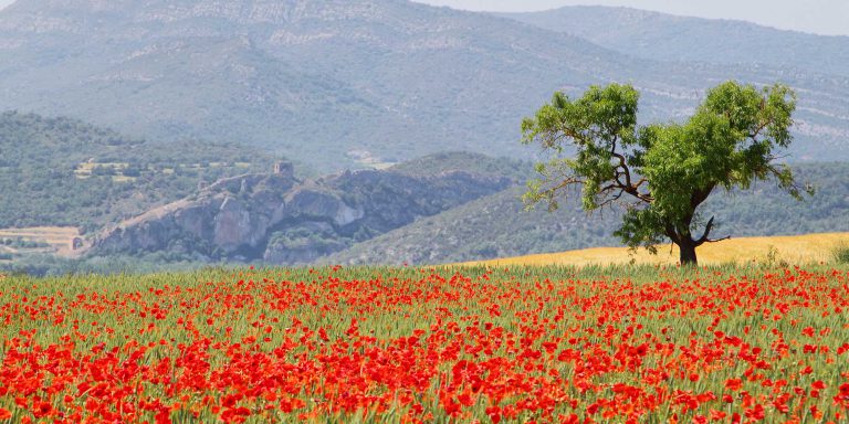 champ de coquelicots